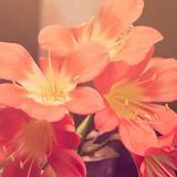 利用者の声 - 看護師・20代女性